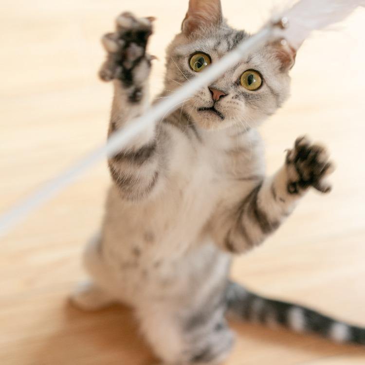 Pidan Cat Teaser Wand with Wooden Handle - Destiny Pet