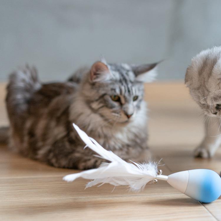 Pidan "Tumbler" Cat Teasing Toy - Destiny Pet