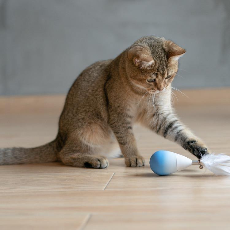 Pidan "Tumbler" Cat Teasing Toy - Destiny Pet