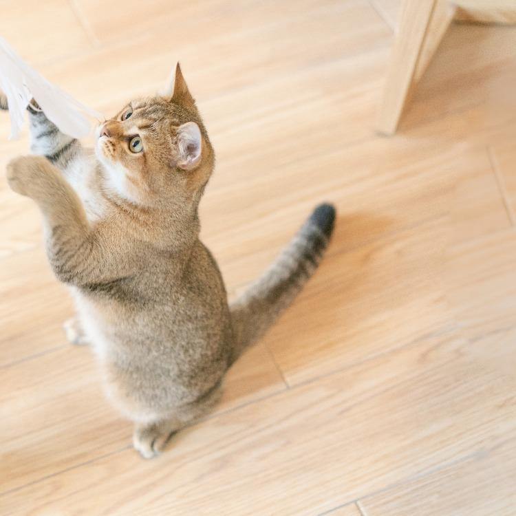 Pidan Cat Teaser Wand with Wooden Handle - Destiny Pet