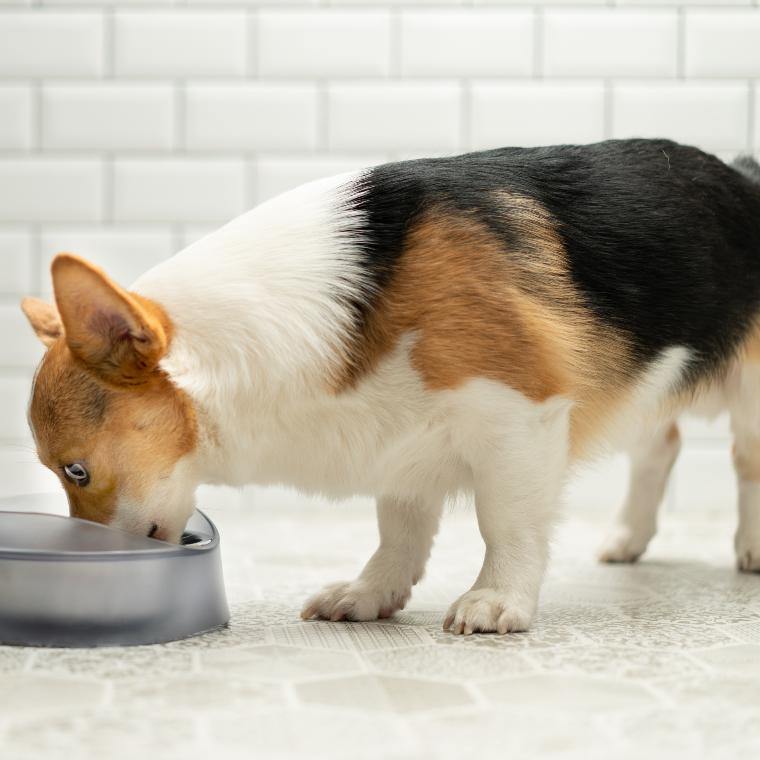 Pidan "Volcano" Pet Bowl - Destiny Pet