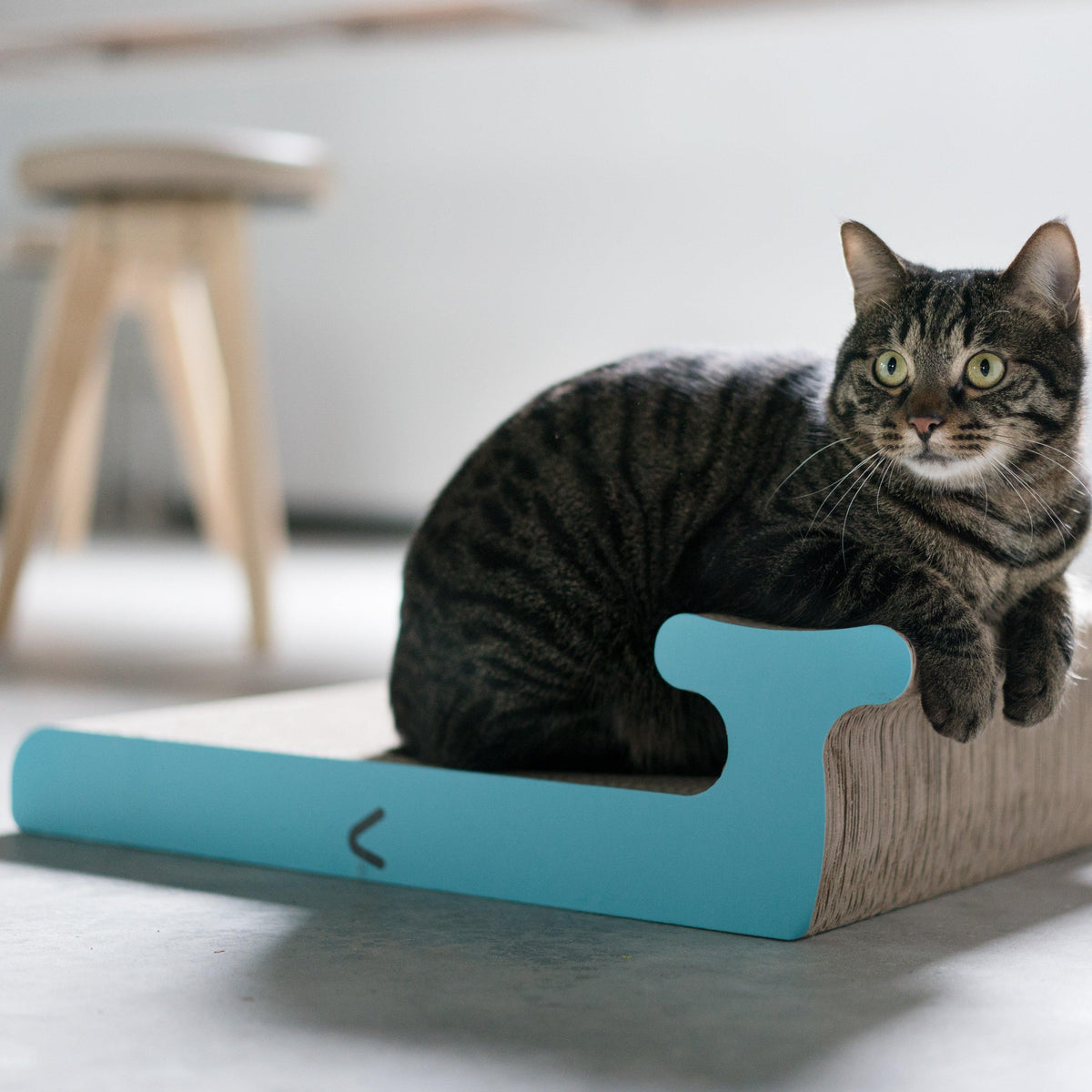 Pidan Cat Scratcher - Destiny Pet