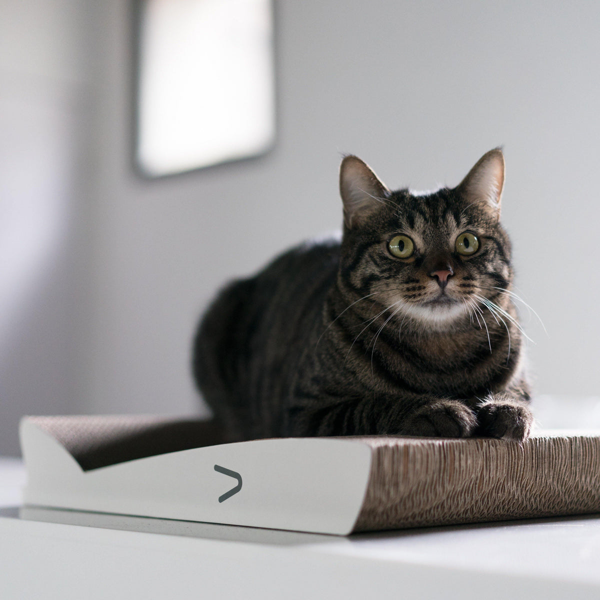 Pidan Cat Scratcher - Destiny Pet