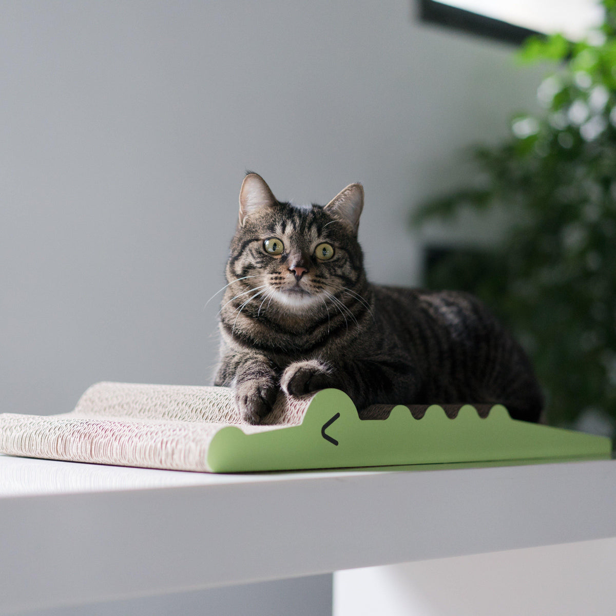 Pidan Cat Scratcher - Destiny Pet