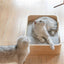 Pidan Pet bed Cat’s bed Rectangular type - Destiny Pet