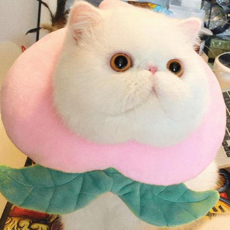 Bigger Fish peach cat Elizabeth collar - original product image 6