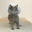 Pidan Pet protective Dupont paper type - Destiny Pet