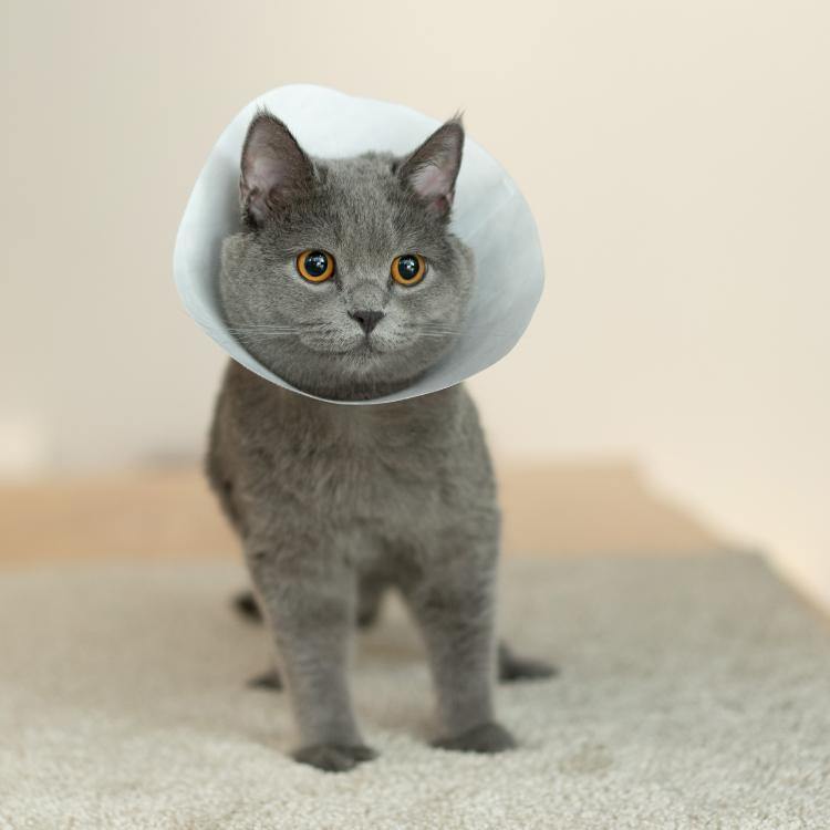 Pidan Pet protective Dupont paper type - Destiny Pet
