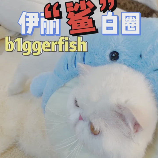 Bigger Fish shark cat Elizabeth collar - original product image 2