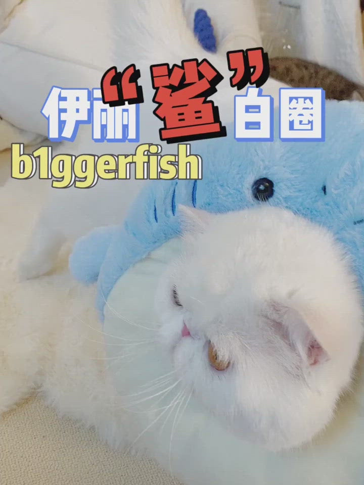 Bigger Fish shark cat Elizabeth collar - original product image 2