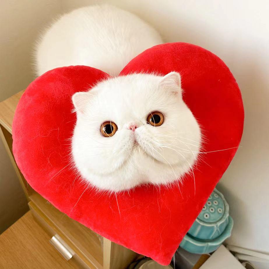 Bigger Fish heart cat Elizabeth collar - original product image 1