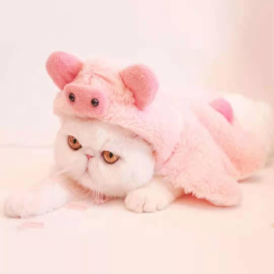 Bigger Fish piggy cat cape - original product image 1