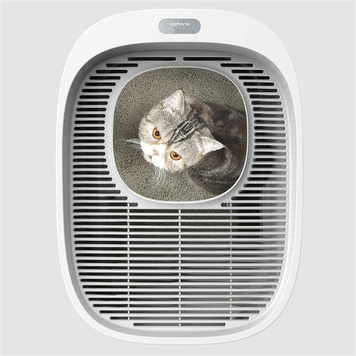Homerun Cat Litter Box - cat inside viewed from the top [Gallery: Shared]